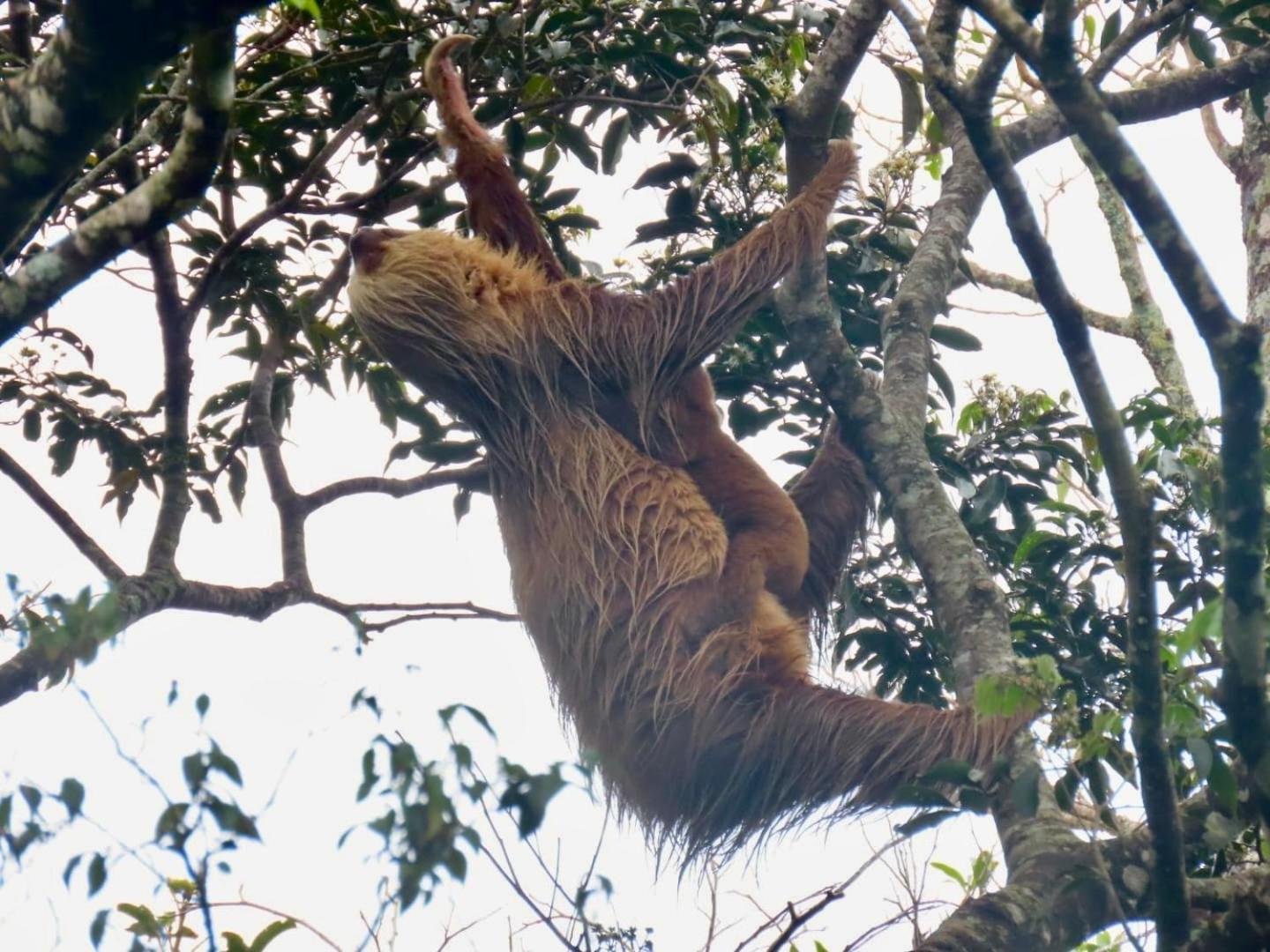 Monteverde Magic Mountain Extérieur photo